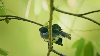 Wall Mural - grey-sided flowerpecker dicaeum celebicum small grey bird with red breast in dicaeidae endemic to in