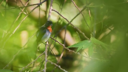 Wall Mural - grey-sided flowerpecker dicaeum celebicum small grey bird with red breast in dicaeidae endemic to in