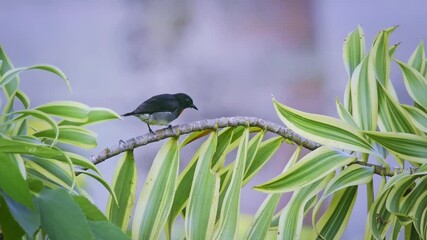 Wall Mural - grey-sided flowerpecker dicaeum celebicum small grey bird with red breast in dicaeidae endemic to in