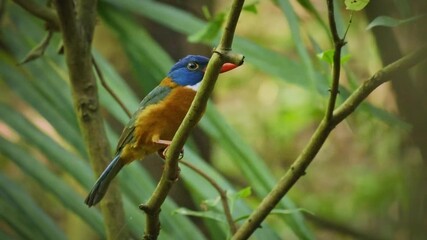 Wall Mural - green-backed kingfisher actenoides monachus colourful bird in alcedinidae endemic to indonesia, can 