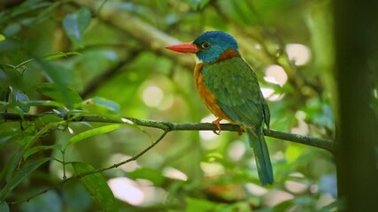 Wall Mural - green-backed kingfisher actenoides monachus colourful bird in alcedinidae endemic to indonesia, can 