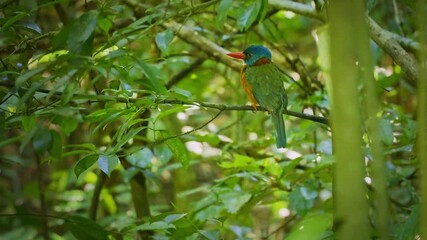 Wall Mural - green-backed kingfisher actenoides monachus colourful bird in alcedinidae endemic to indonesia, can 