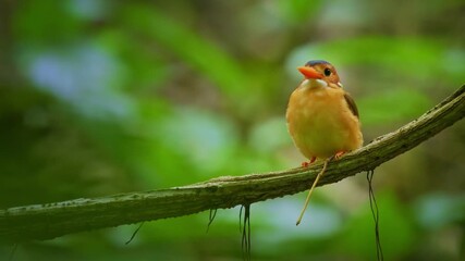 Wall Mural - sulawesi dwarf kingfisher ceyx fallax ruddy bird in alcedinidae endemic to sulawesi, also celebes fo