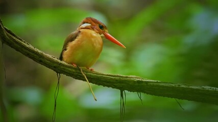 Wall Mural - sulawesi dwarf kingfisher ceyx fallax ruddy bird in alcedinidae endemic to sulawesi, also celebes fo