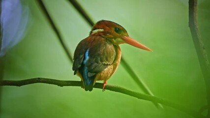 Wall Mural - sulawesi dwarf kingfisher ceyx fallax ruddy bird in alcedinidae endemic to sulawesi, also celebes fo