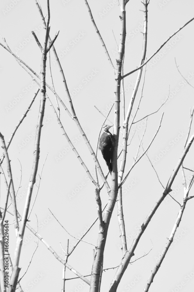 Parc Maritime Nicolet 22 Août 2025 N&B Stock Photo Adobe Stock