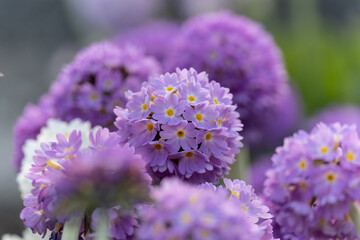 Wall Mural - Primula denticulata purple in springtime. Pink Primula denticulata (Drumstick Primula) in garden