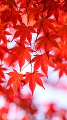 vibrant autumn leaves (2)