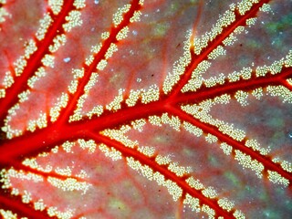 abstract macro background close-up