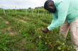 © Terver - An African man picking tomatoes from the garden