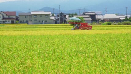 Wall Mural - コンバインでの稲刈り風景