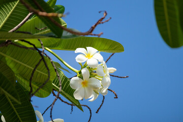 Wall Mural - White Frangipani flower Plumeria alba with green leaves