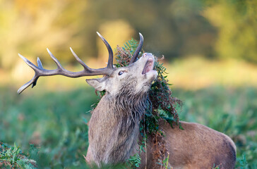 Wall Mural - Portrait of a red deer stag calling with bracken on antlers during the rut in autumn