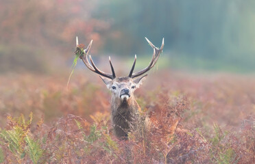 Wall Mural - Portrait of majestic red deer stag with large antlers standing in a misty autumn forest