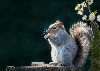 Wall Mural - Grey squirrel eating nut on a tree stump with a blossoming cherry tree branch in the background