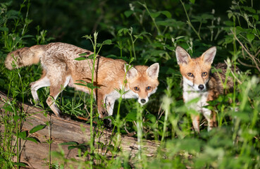 Wall Mural - Close-up of two red foxes standing on a fallen tree in a forest