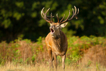 Wall Mural - Portrait of a red deer stag calling during the rut in autumn