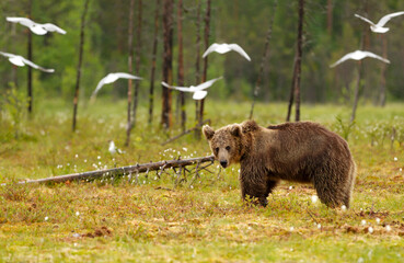 Wall Mural - Young Eurasian brown bear standing in the forest