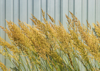 Wall Mural - A field of tall grasses with a blue fence in the background