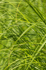Wall Mural - A bunch of green grass with a few brown spots