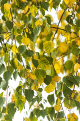 Wall Mural - A tree with green leaves and yellow leaves