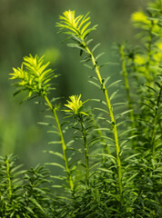 Wall Mural - A bunch of green plants with leaves