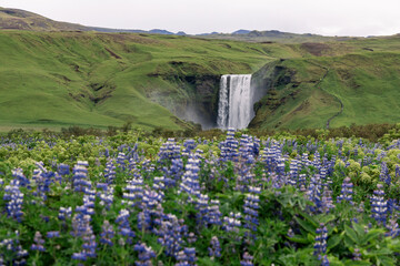Canvas Print - lupin flower field around skogafoss waterfall.