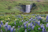 Lupin flower field around Skogafoss waterfall.