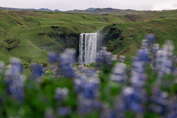 Canvas Print - skogafoss waterfall view with purple flowers around.