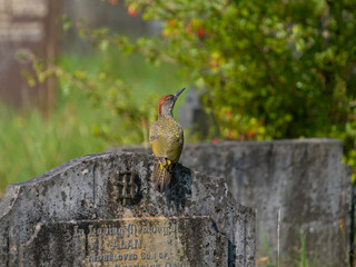 Wall Mural - Green woodpecker, Picus viridis
