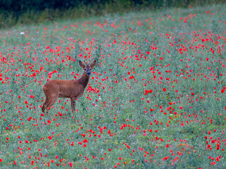 Wall Mural - Roe deer, Capreolus capreolus