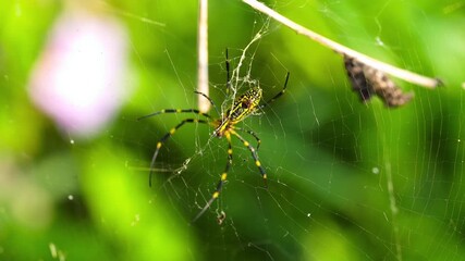 Colorful nephila clavata spider on its web. South Korea.
