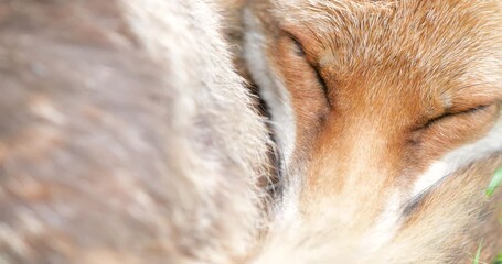 Wall Mural - Red fox sleeping curled up, eyes closed and tail wrapped around its face, UK