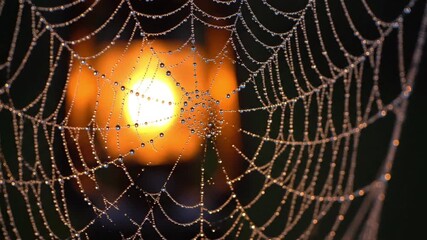 Close-up of a dew-covered spider web with a blurred orange light in the background at night.