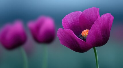 Wall Mural - A close up of a purple flower with a yellow center