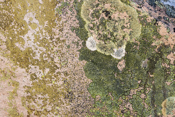 Wall Mural - Natural texture of a stone covered with lichen. Lichenes patterns on a rock surface. Natural background. Closeup top view. The nature of the Arctic. Polar region.