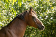 © Annabell Gsödl - Elegant Thoroughbred horse portrait outdoors in summer nature