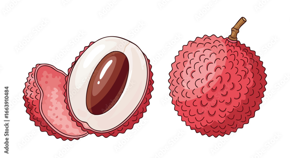 Lychee Section Stylized illustration of lychee fruits depicting a whole and a cross ...