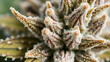 © Colin - Close up macro of cannabis flower trichomes