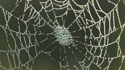 Macro close-up of a beautiful spider web covered with sparkling morning dew drops on a dark green background
