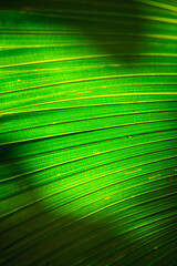 vivid green palm leaves background with spot light from evening sun