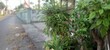 © Amin - collection of plants in the yard