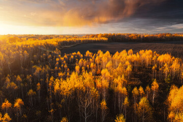 Wall Mural - Gorgeous autumn forest with yellow treetops glowing in the sunlight. Location place Ukraine, Europe.