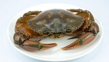 A large crab on a white plate against a white background