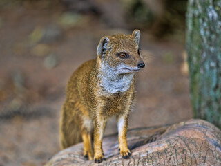Wall Mural - The Cynictis penicillata, commonly known as the Yellow Mongoose, is a small, agile carnivore native to southern Africa.