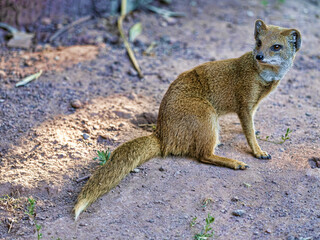 Wall Mural - The Cynictis penicillata, commonly known as the Yellow Mongoose, is a small, agile carnivore native to southern Africa.