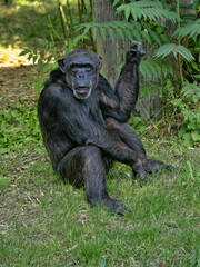 Wall Mural - The common chimpanzee (Pan troglodytes). These highly intelligent and social primates are native to the forests and savannas of tropical Africa, ranging from West Africa to Uganda and Tanzania
