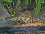 West African slender-snouted crocodile, is one of Africa’s most elusive and critically endangered crocodilian species. It’s a fascinating creature with a long evolutionary history .