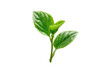 © Winme - Close-up of two vibrant green leaves sprouting from a slender stem.  The leaves have a slightly textured surface, and are a bright, healthy green.  Isolated against a pure black background
