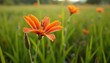 © Ulfiatul Savira - vibrant orange daylily flower in green field sunny day